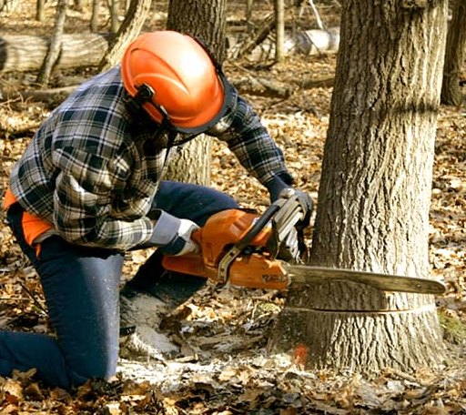 Tree Removal in Blandford, MA
